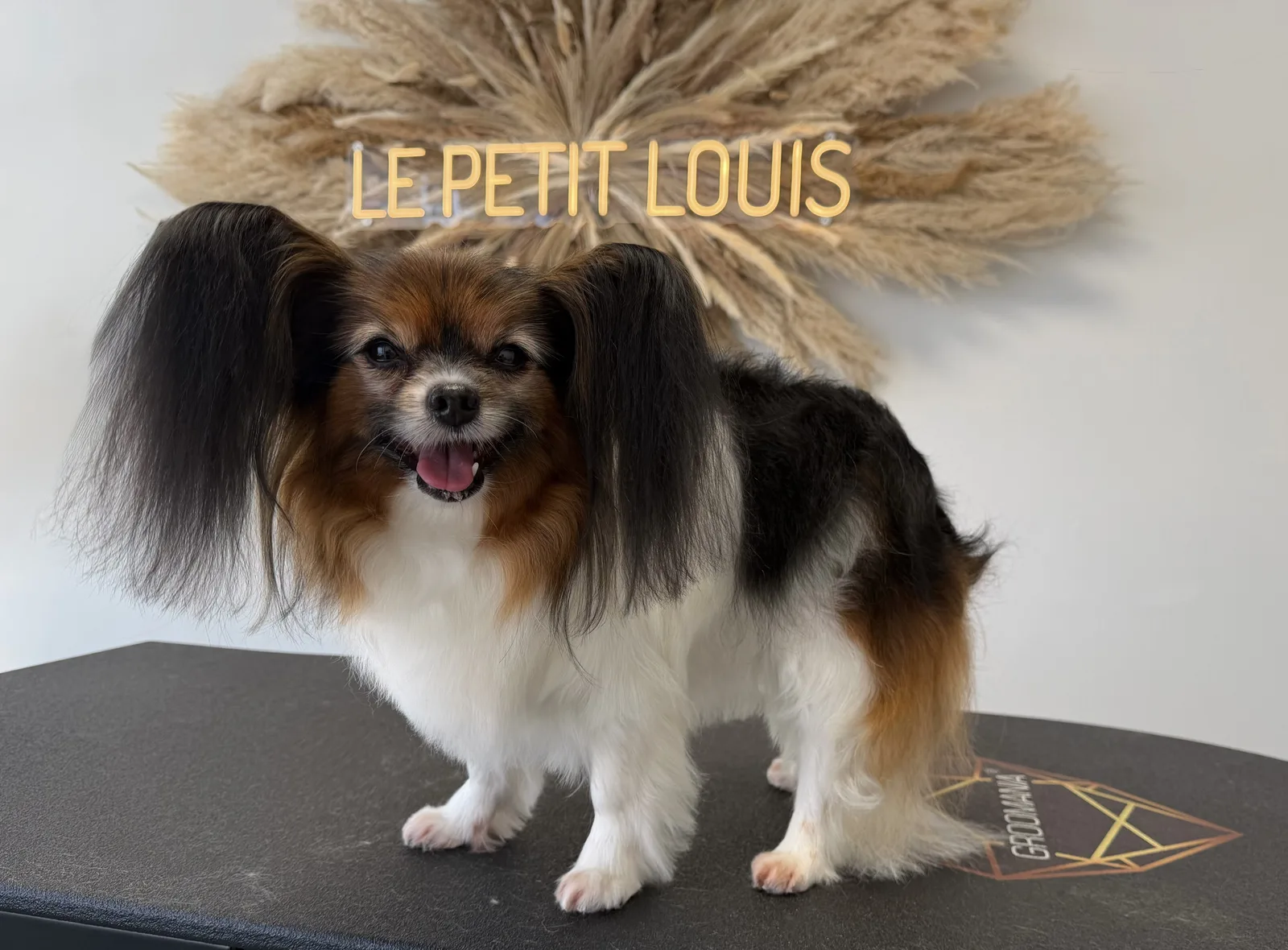 Papillon nach der Pflege bei Le petit Louis