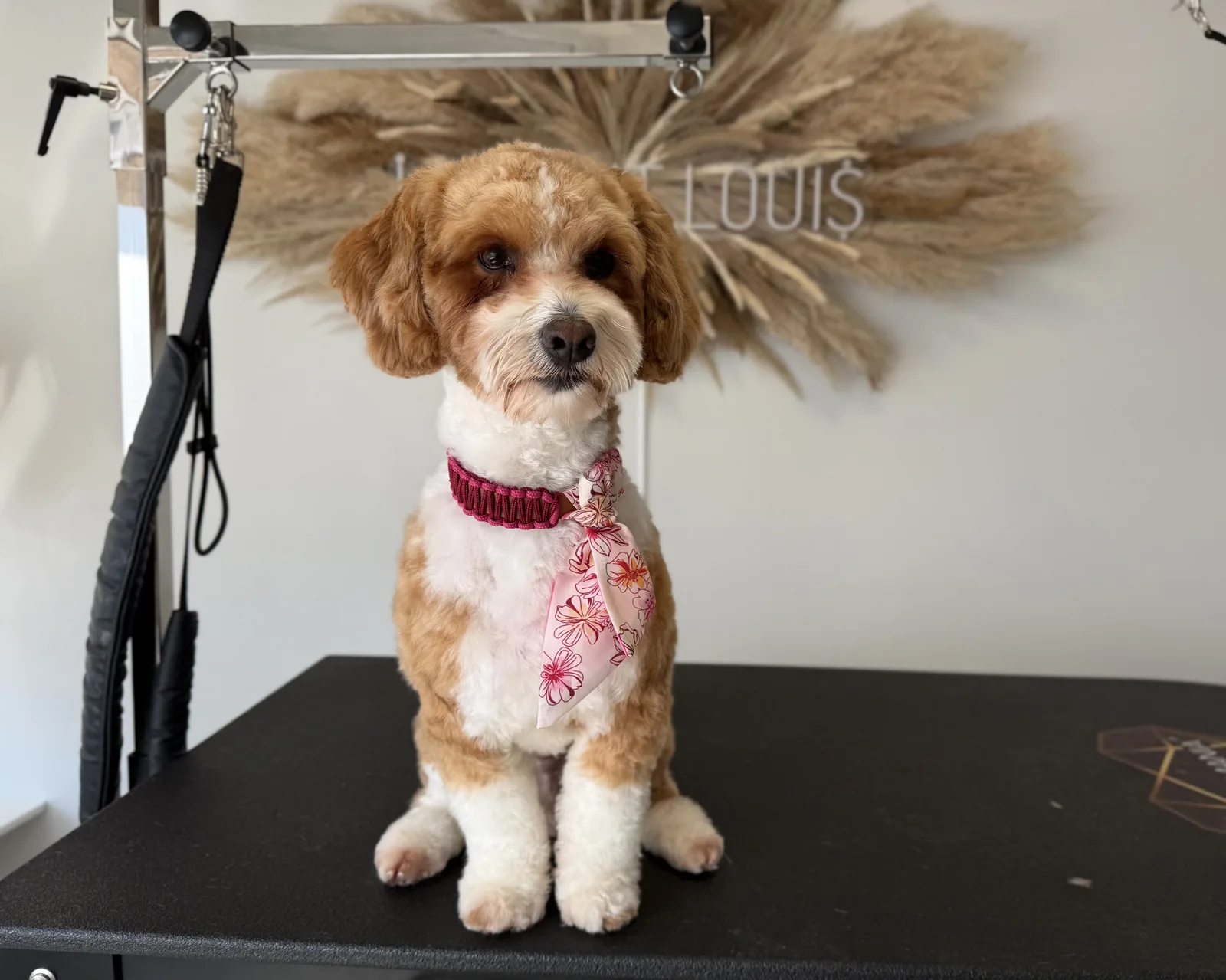 Cavapoo nach der Pflege bei Le petit Louis