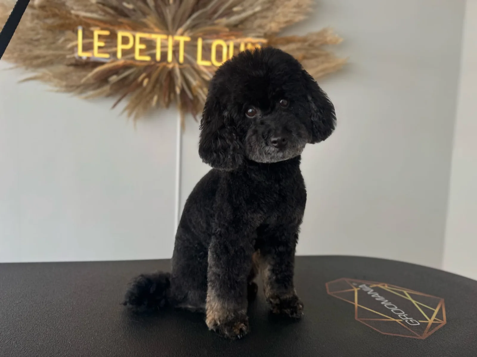Pudel nach der Pflege bei Le petit Louis