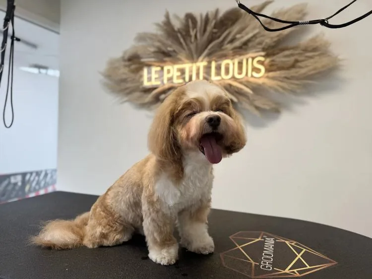 Cavapoo nach der Pflege bei Le petit Louis