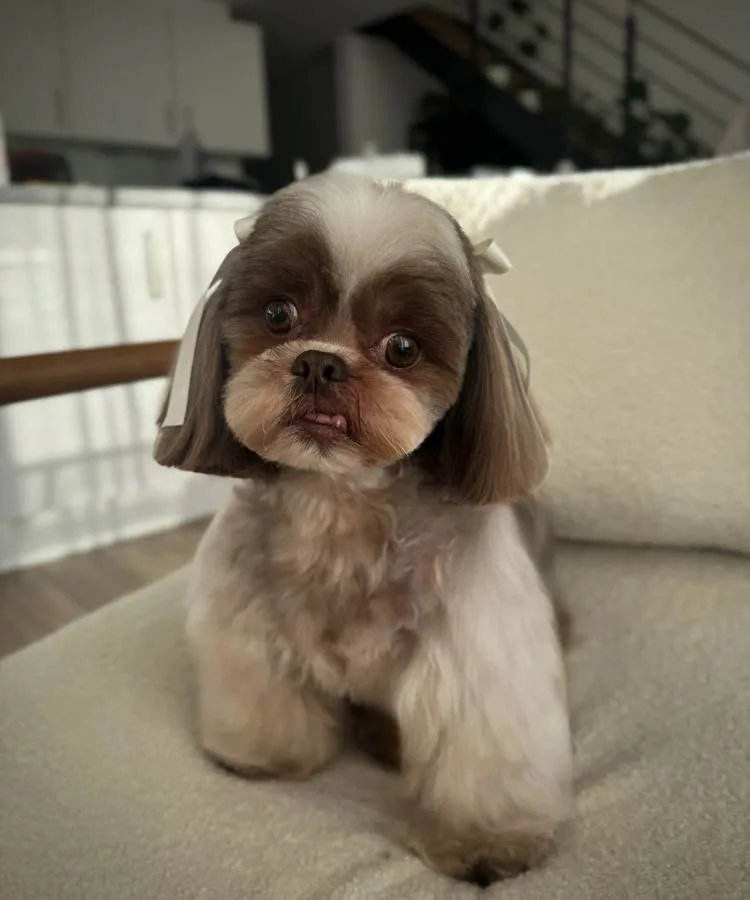 Shih Tzu nach der Pflege bei Le petit Louis