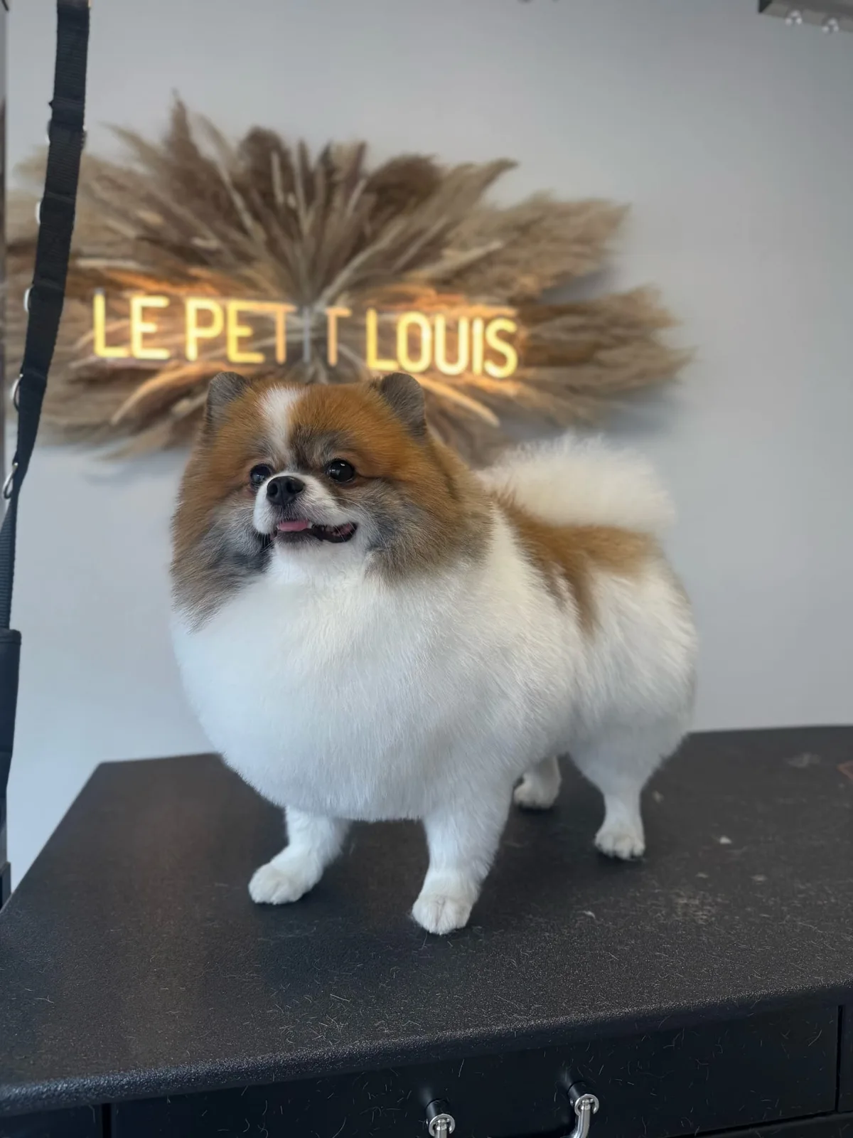 Pomeranian nach der Pflege bei Le petit Louis
