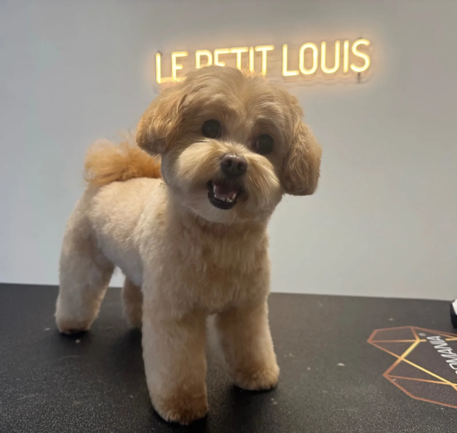 Cavapoo nach der Pflege bei Le petit Louis