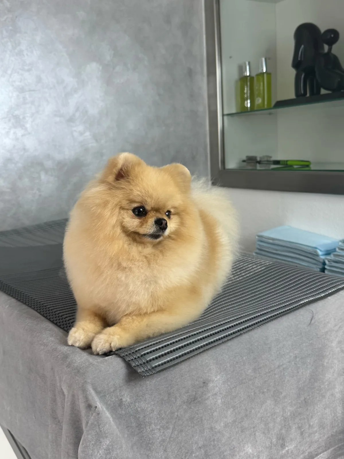 Pomeranian nach der Pflege bei Le petit Louis