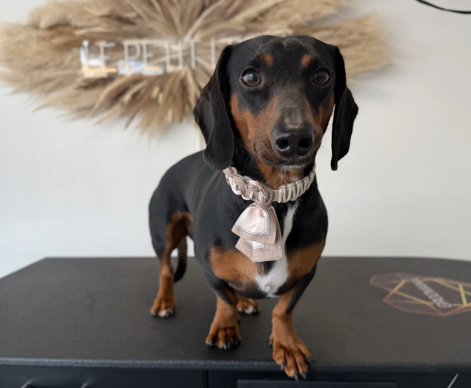 Dackel nach der Pflege bei Le petit Louis