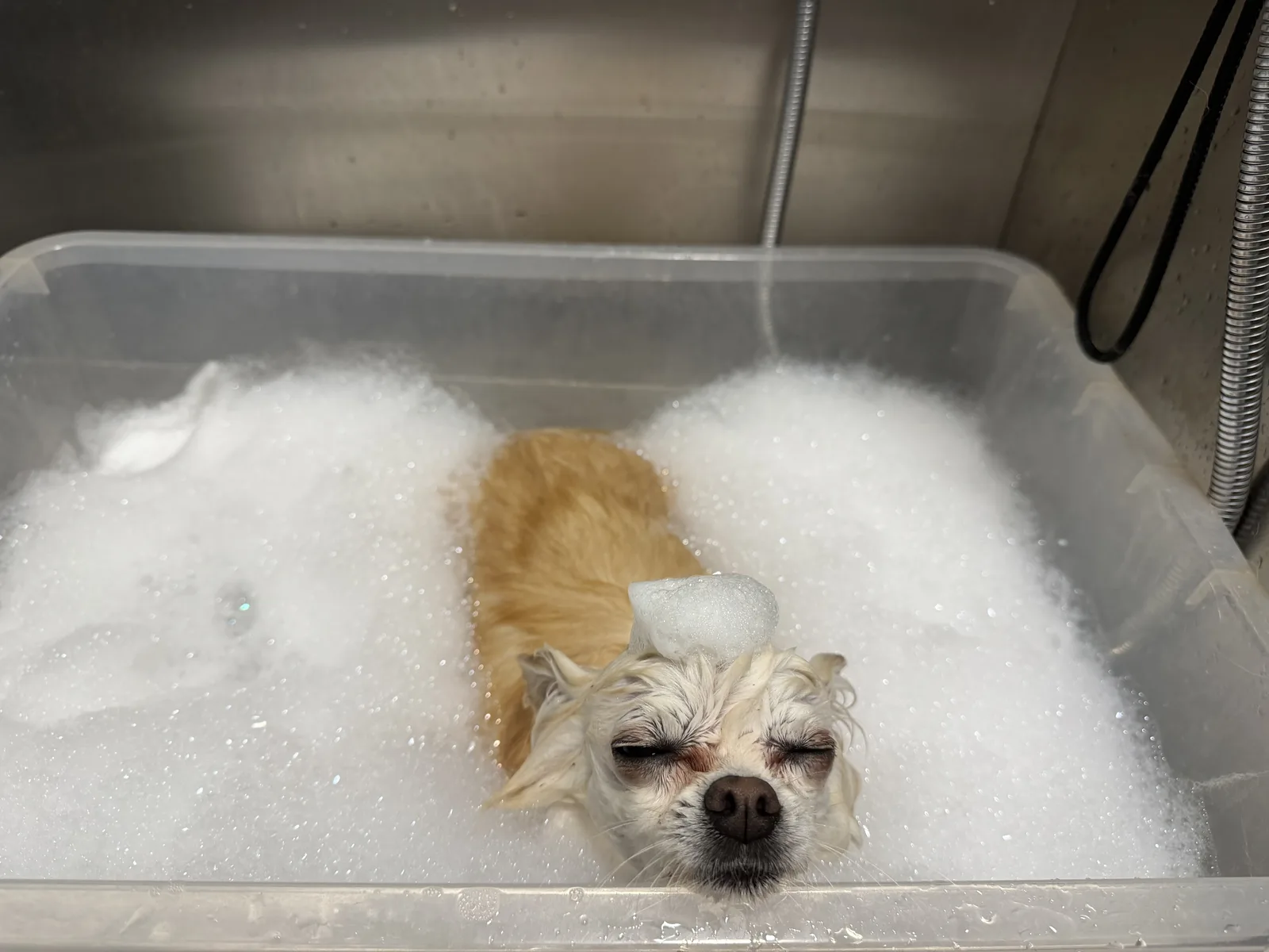Chihuahua nach der Pflege bei Le petit Louis