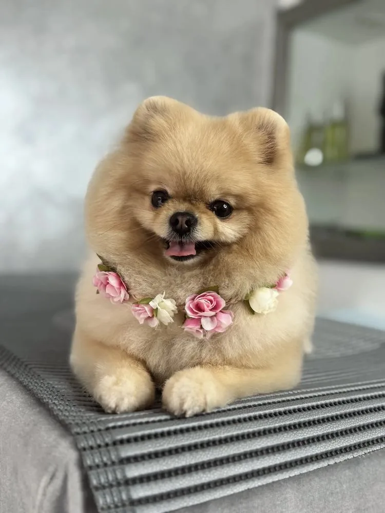Gepflegter Pomeranian im Hundesalon Le petit Louis