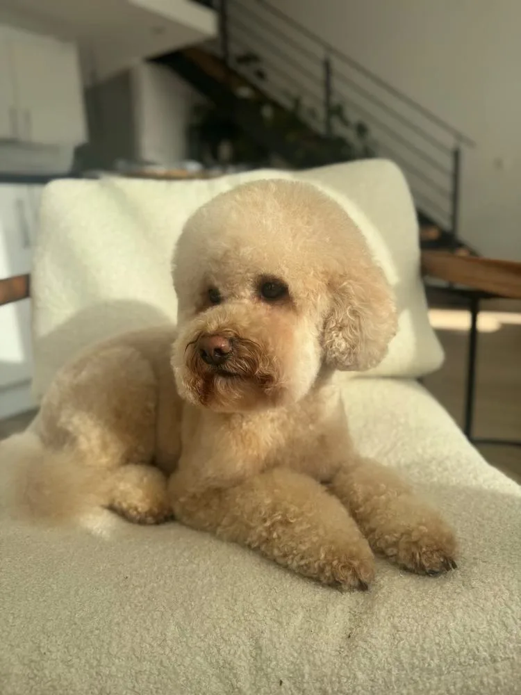 Entspannter Hund nach seinem Termin bei Le petit Louis